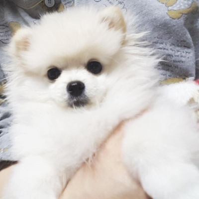 사람 품에 안겨 있는 하얀 새끼 강아지