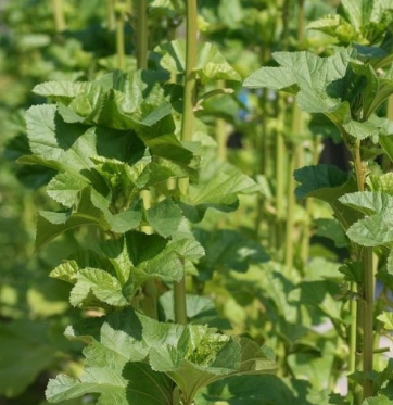 아욱 효능 부작용 고르는법 칼로리