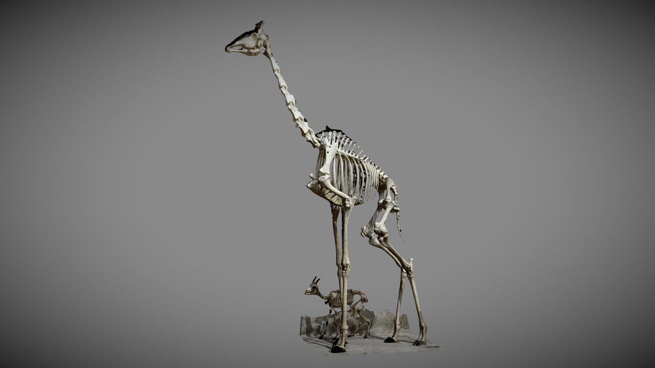 기린도 목뼈는 7개이다