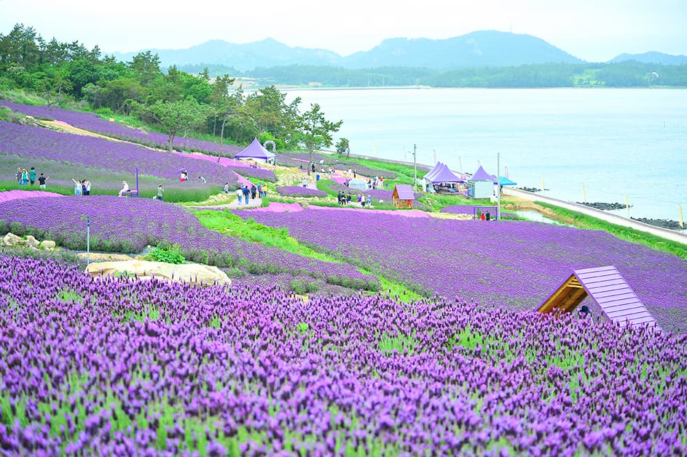 퍼플섬 라벤더 축제