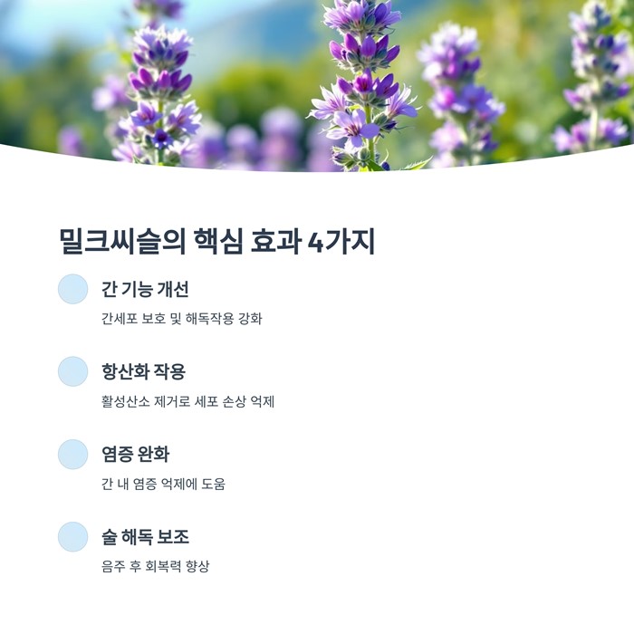 밀크씨슬 효과와 권장량, 복용 시 주의할 점 5가지 요약 이미지