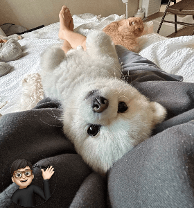 사람 다리 위에 편하게 누워있는 강아지