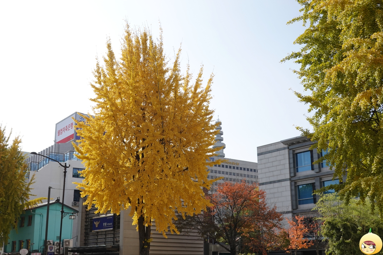 은행나무와 파출소 그리고 서울경찰청