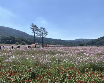 하동 북천 코스모스 메밀꽃 축제_21