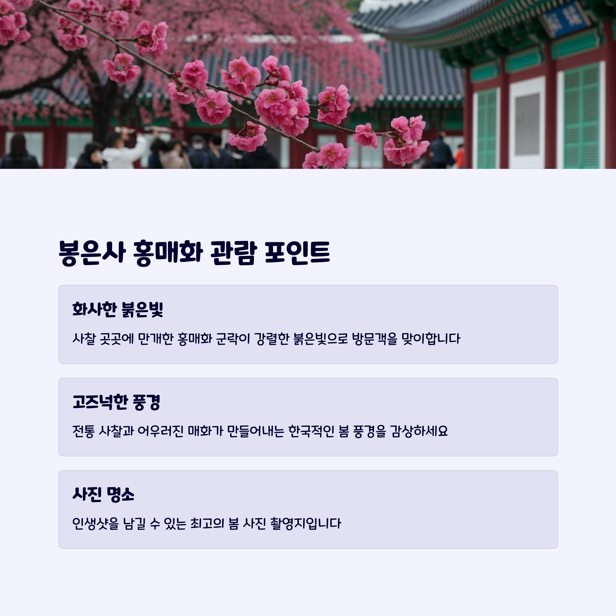 홍매화