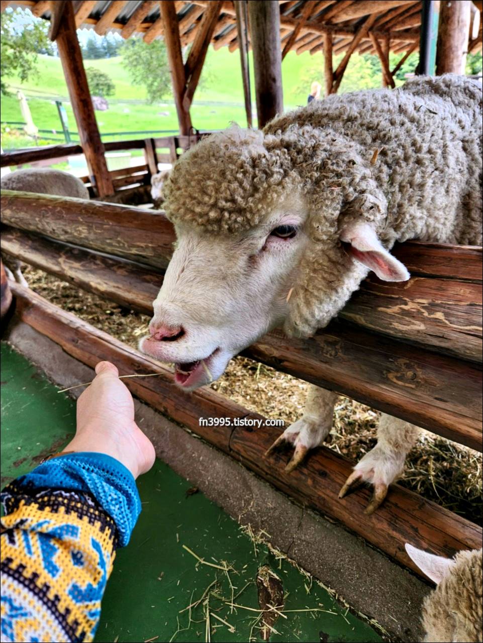 대관령 양떼목장