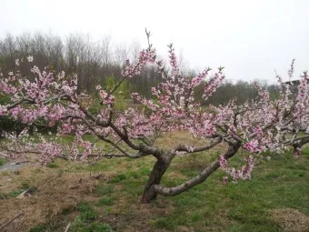 복숭아 나무 한살이 시기_13