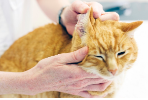 귀 치료를 받고 있는 고양이