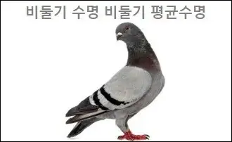 비둘기 수명 비둘기 평균수명