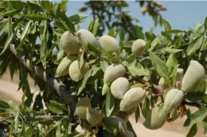 견과류 아몬드 효능과 영양성분&amp;#44; 주의사항