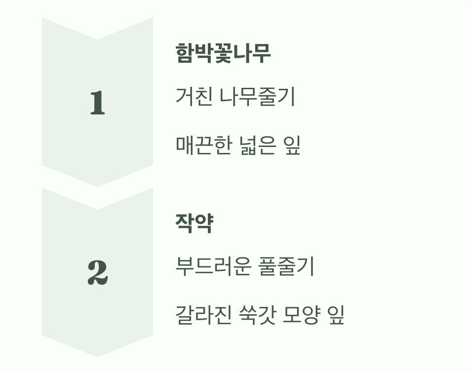 결정적 차이점&amp;#44; 줄기와 잎사귀