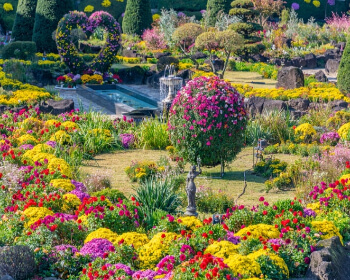 벽초지 수목원 가을꽃 국화축제_25