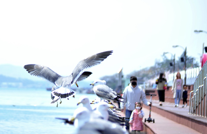 국내여행정보 (남해안, 동해안, 서해안) 관련사진