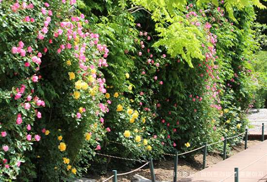 베어트리파크 철쭉제 봄과 철쭉