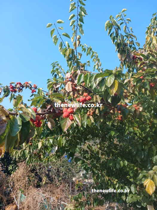 꾸지뽕 효능 영양성분 가바