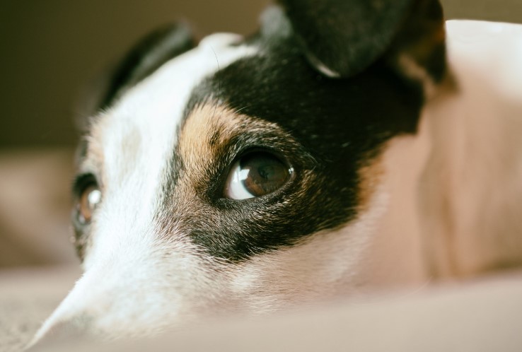 잭 러셀 테리어