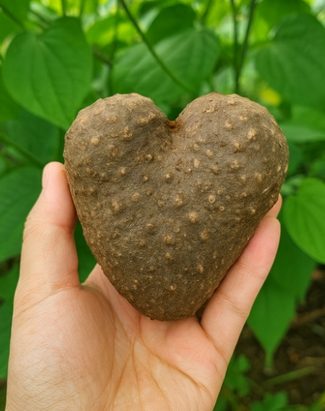 하늘마 먹는 방법