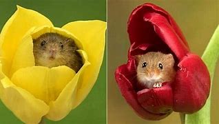 쥐띠생의 성격-쥐띠를 알아보자-1등!! 사랑스러워