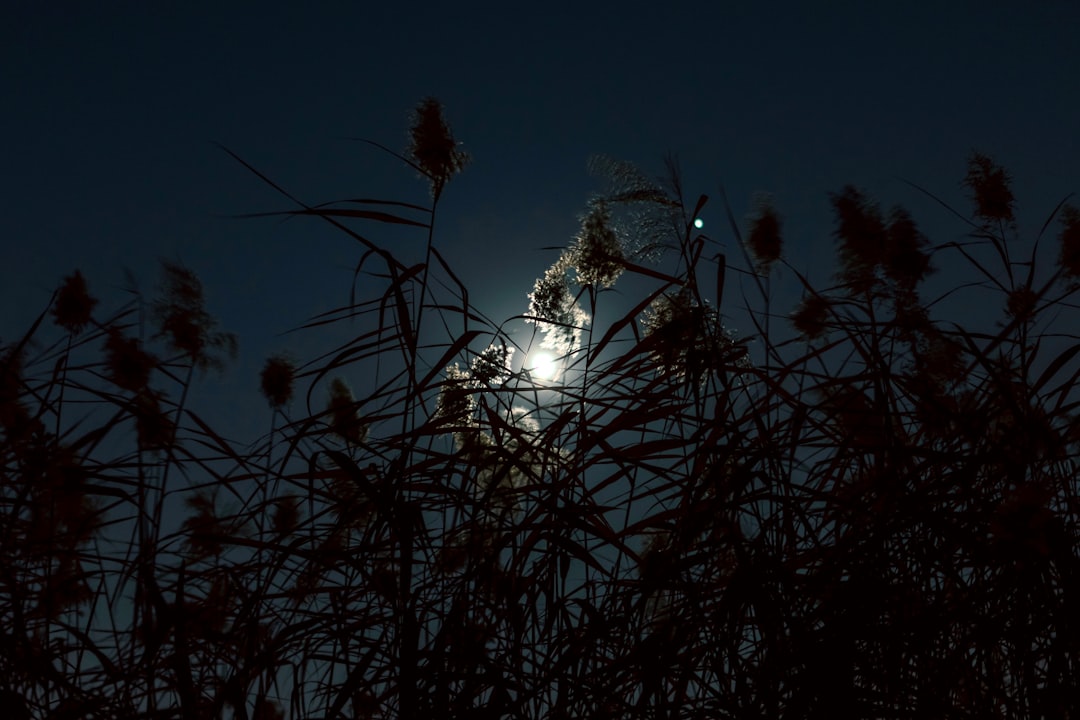 Moonlight.
