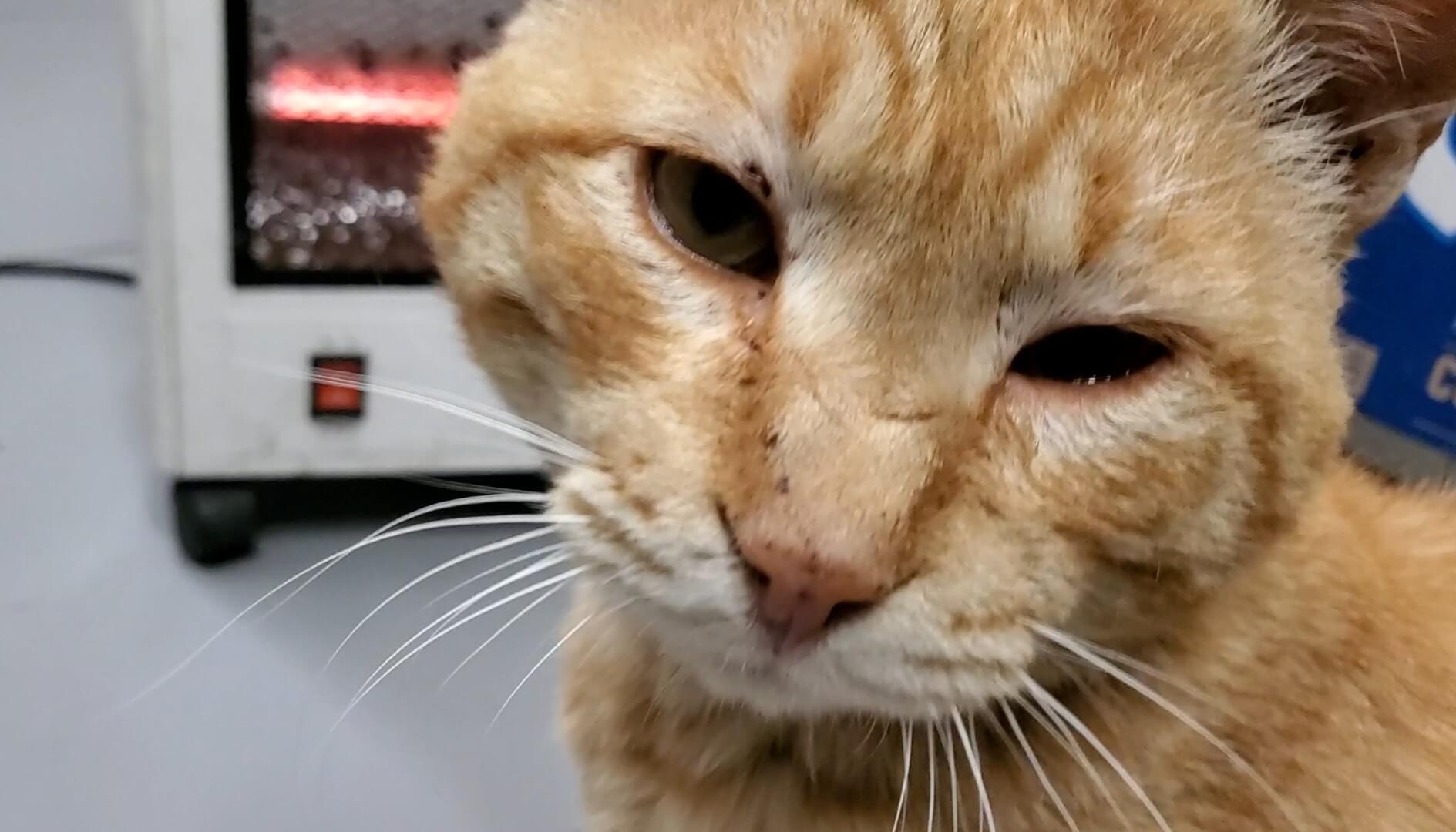 노령 고양이의 구강 질환 이해하기