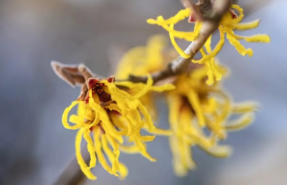 [식물키우기] 풍년화 키우기 관리법 - 물주기, 햇빛, 온도, 습도, 흙(토양), 비료