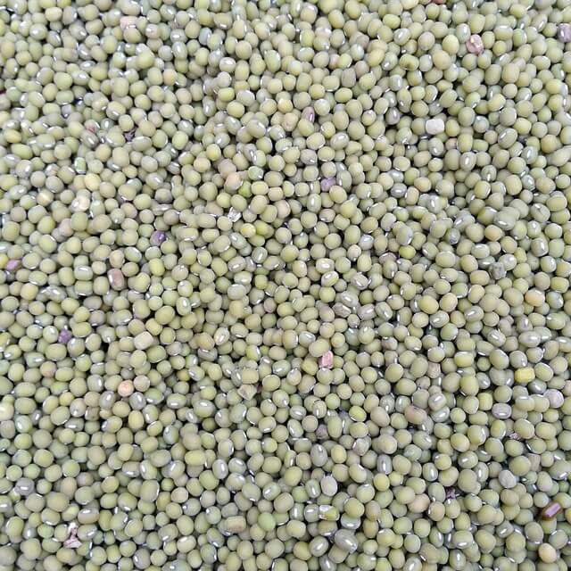 녹두-수확-방법