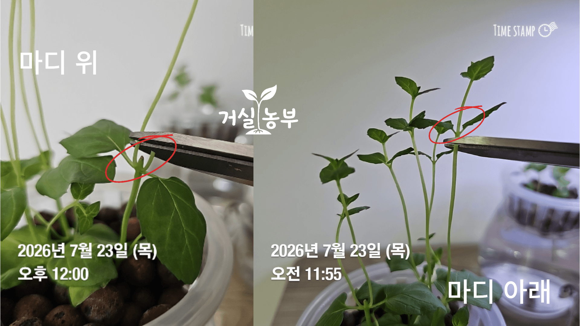 페퍼민트 마디 위 자르기와 마디 아래 자르기 순지르기 위치 비교