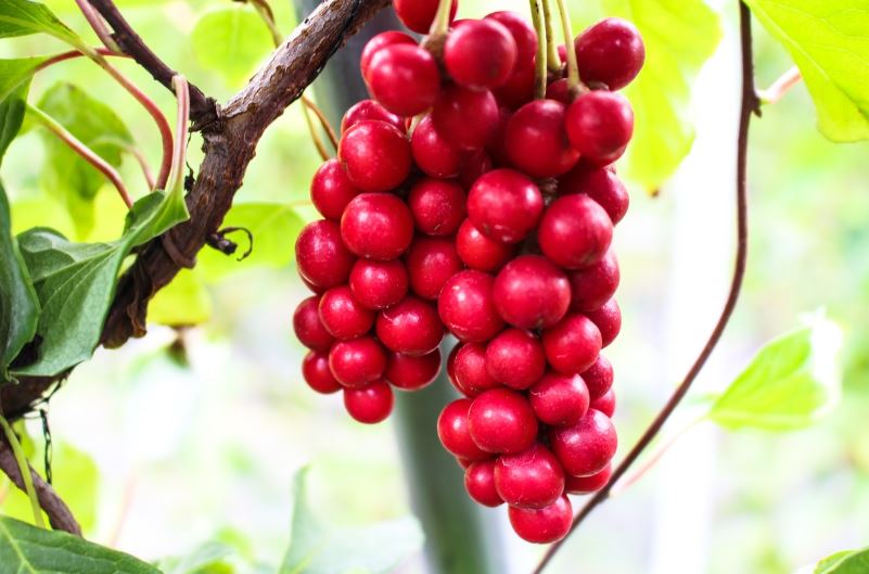 당뇨에 좋은 음식 과일 혈당지수(GI) 꼭 확인하세요