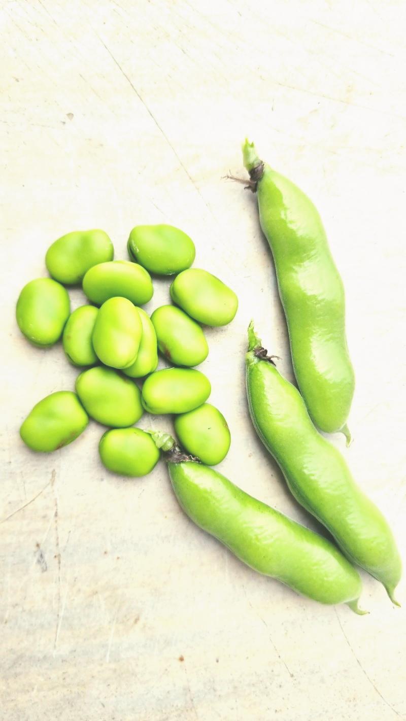 까져있는-파바빈-여러알