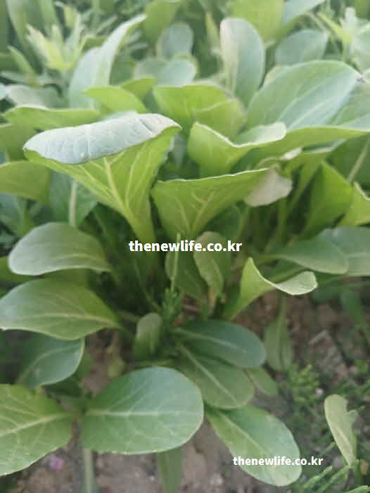 유채 나물 효능 골다공증 예방 칼슘