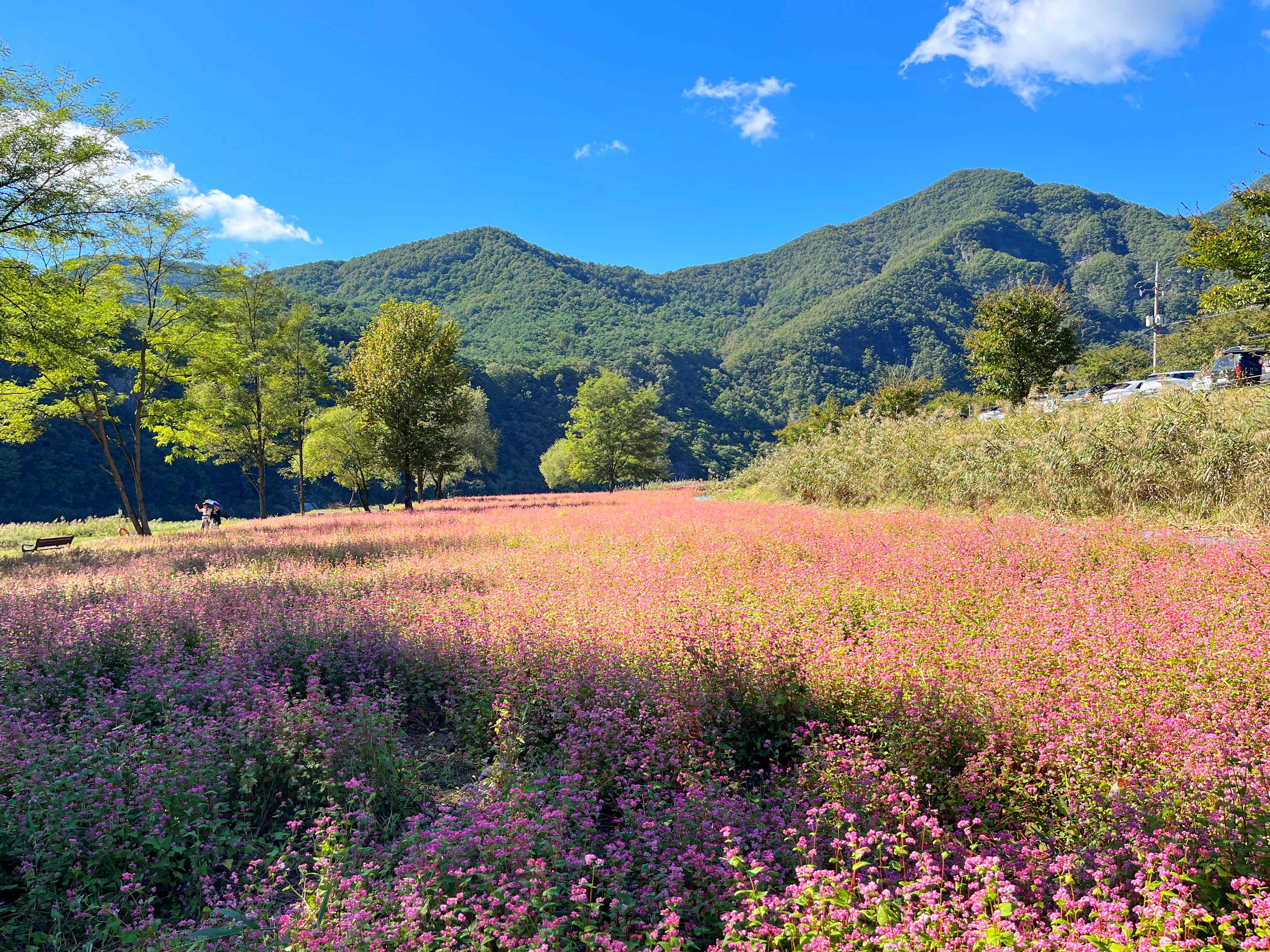 영월 홍메밀 축제