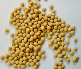 알부민 많은 음식