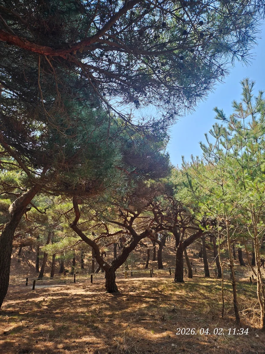 덕적도