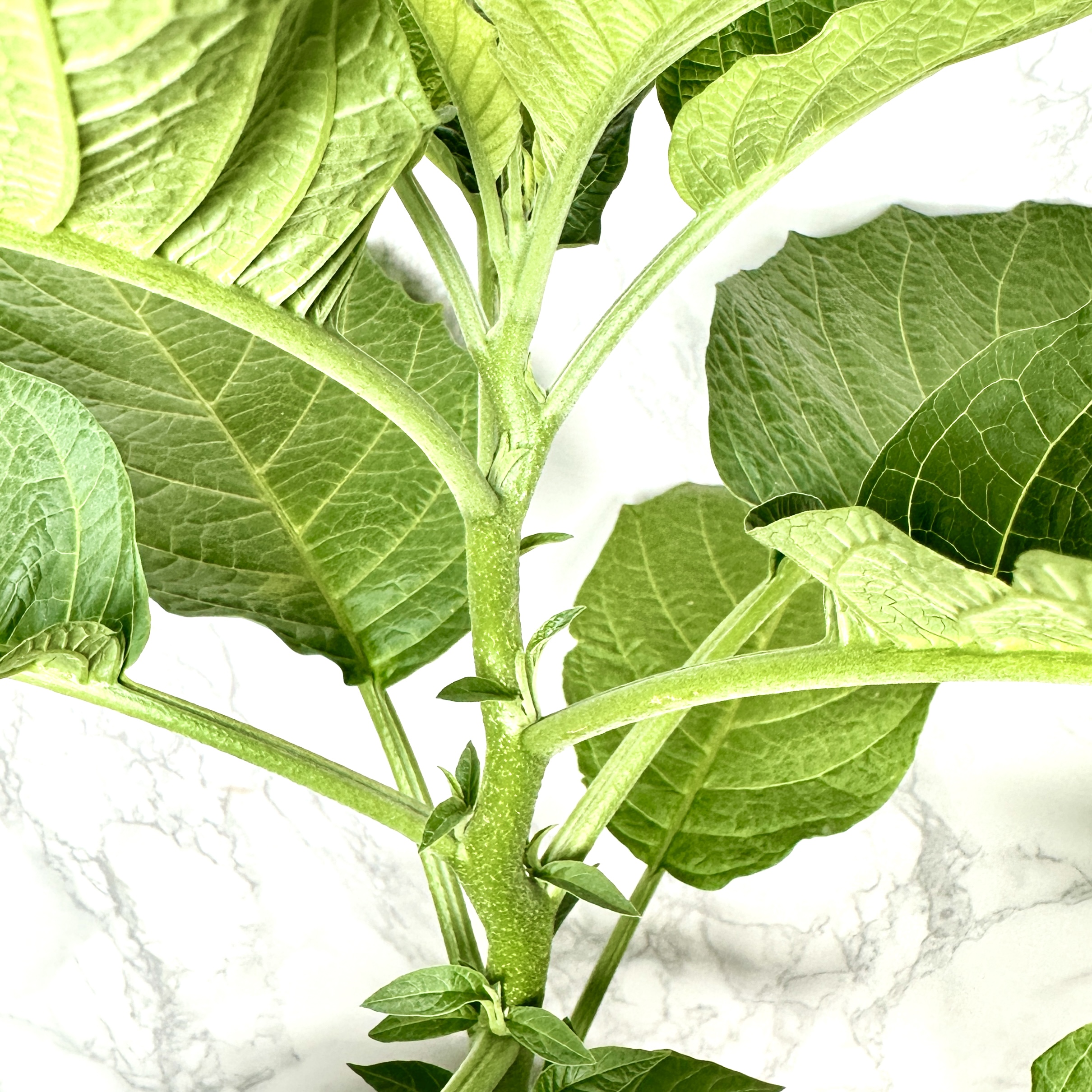 천사의나팔 키우기 꽃 꽃말 키우는방법