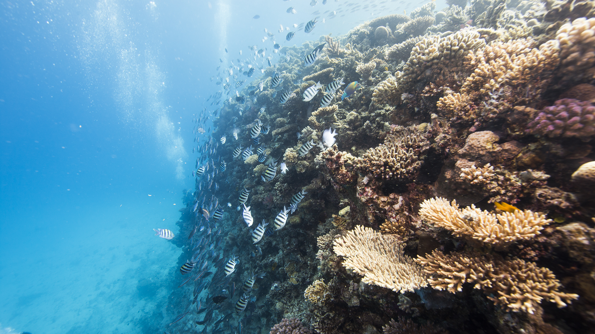 이집트 홍해 후르가다 다이빙
