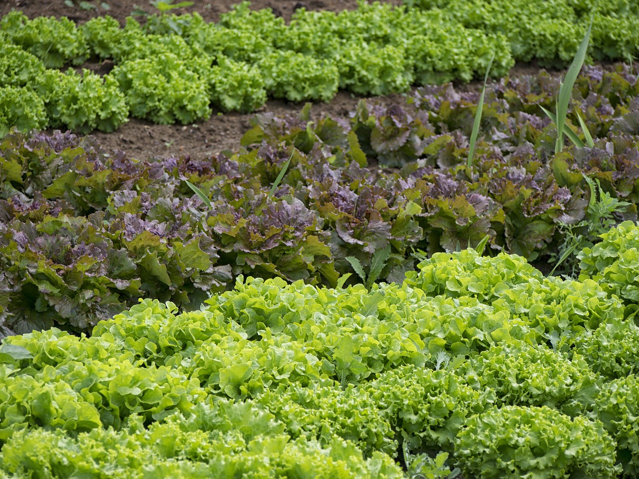 home garden vegetables 관련 사진