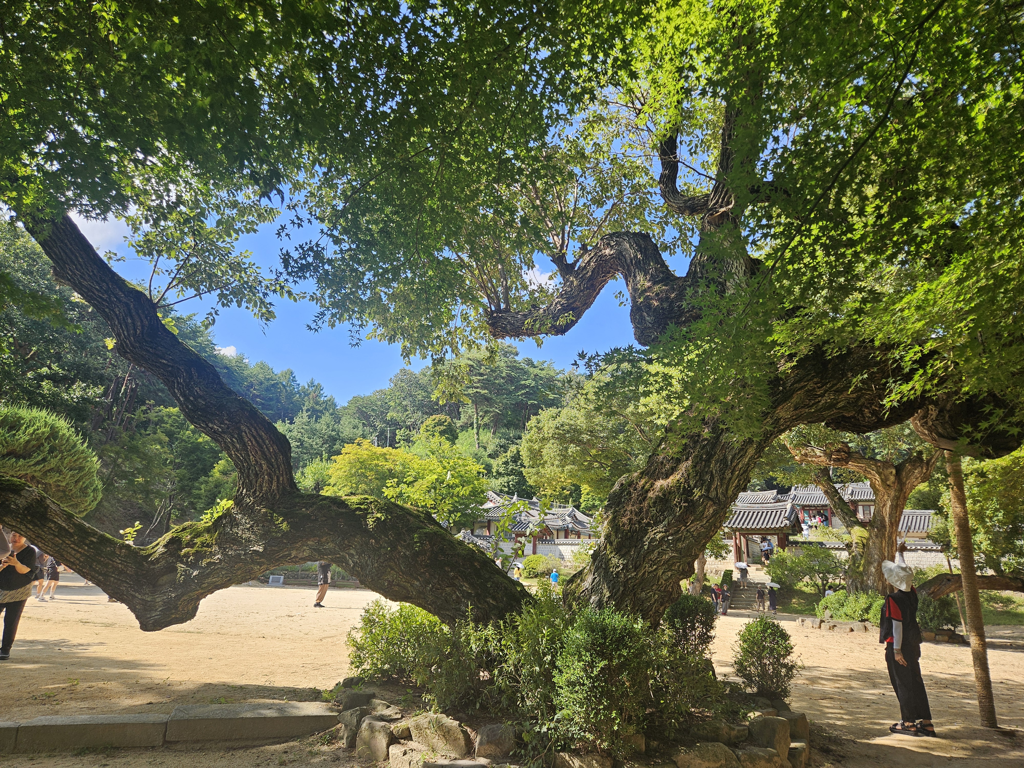 안동 도산서원, 딸과 함께한 여름날의 힐링 여행 &ndash; 외국여행 온 줄 알았어요 관련 사진