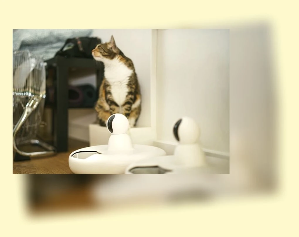 고양이 건강 관리_3_subsection