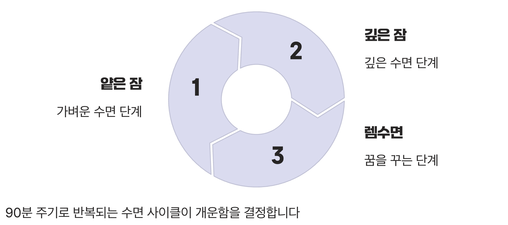 8시간의 신화, '수면 사이클'을 아시나요?