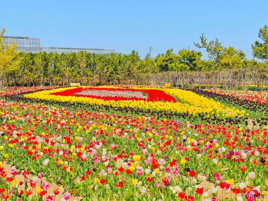 임자도 튤립축제 기간·입장료 총정리