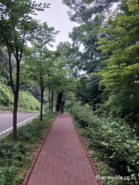 Red-brick forest trail surrounded by dense green foliage &mdash; a serene path ideal for easing air conditioning sickness symptoms./붉은 벽돌로 포장된 숲속 산책길과 울창한 녹지 &mdash; 냉방병 증상 완화에 적합한 평온한 산책 코스입니다.