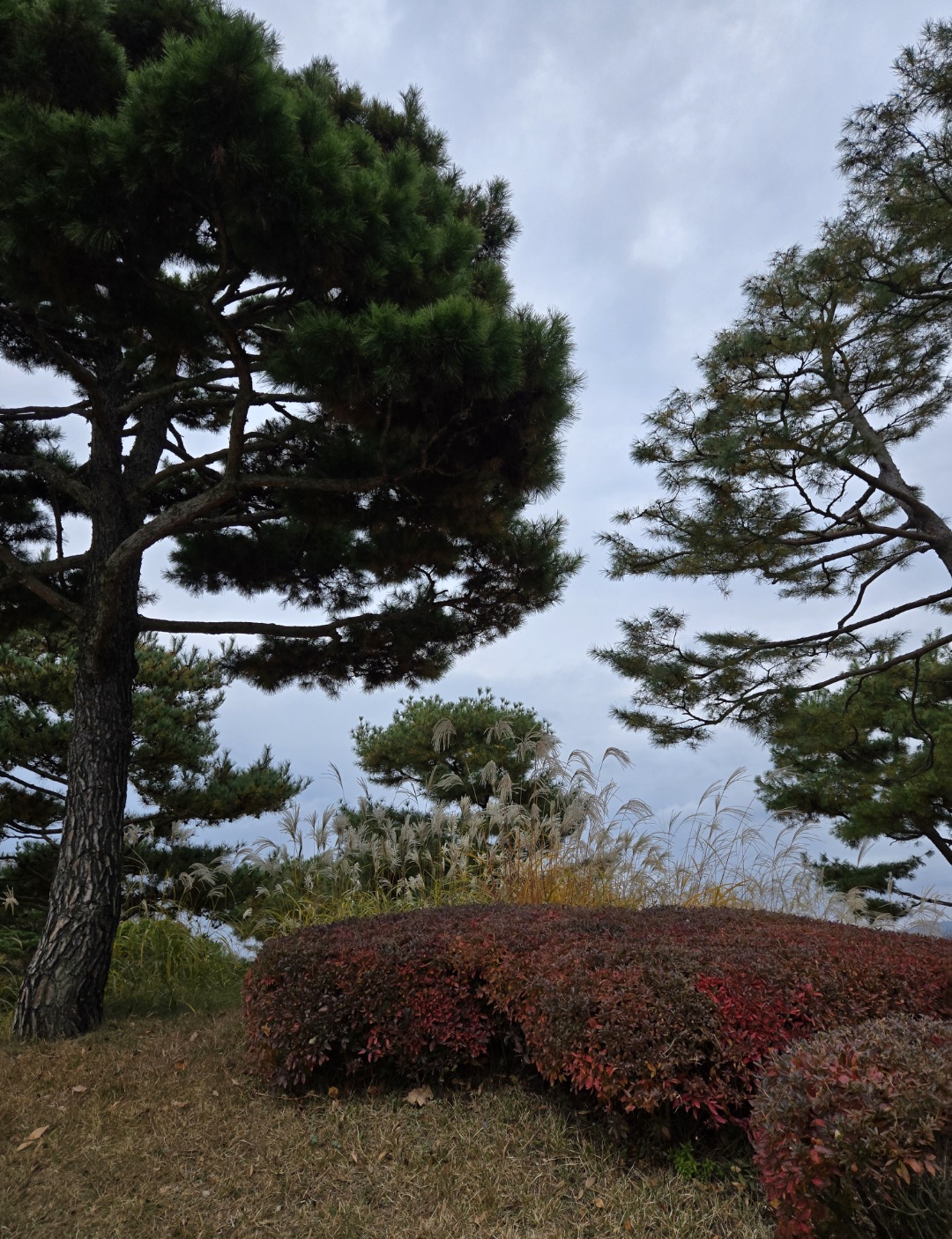 소나무와 단풍든나무