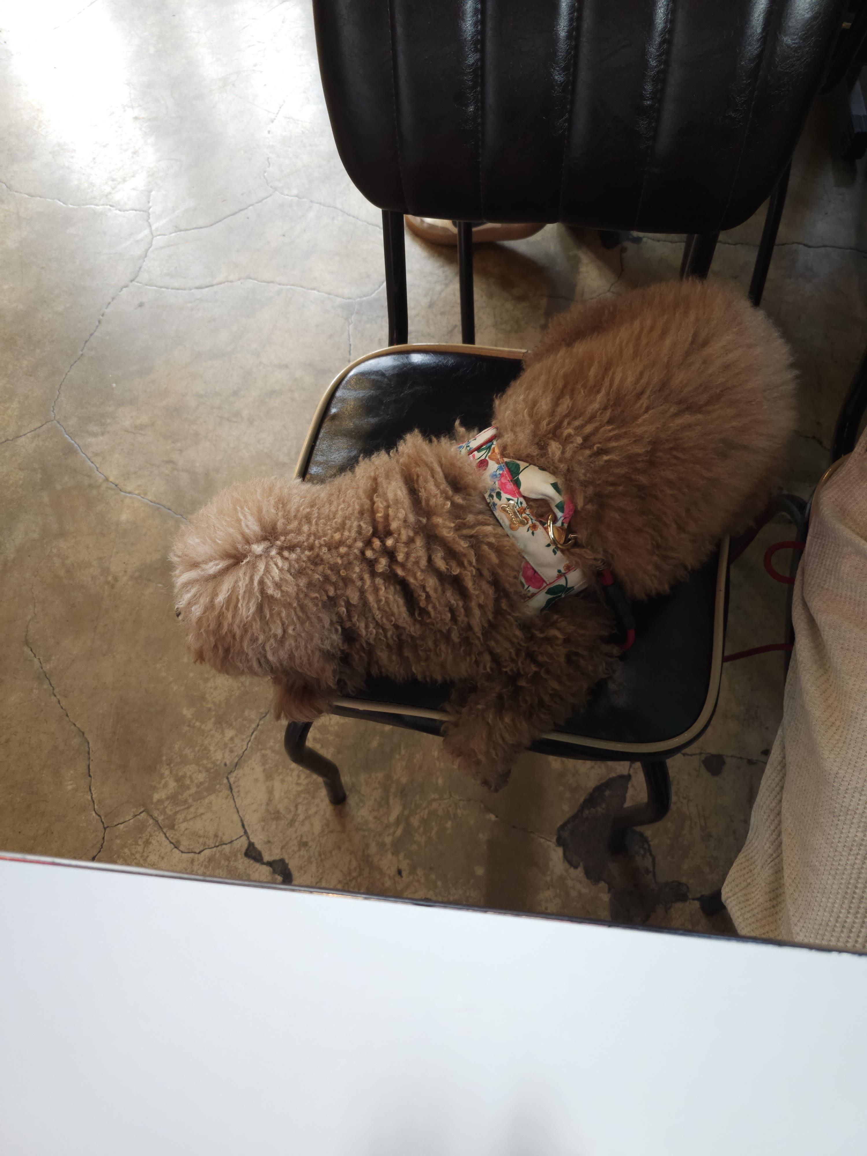 버기즈