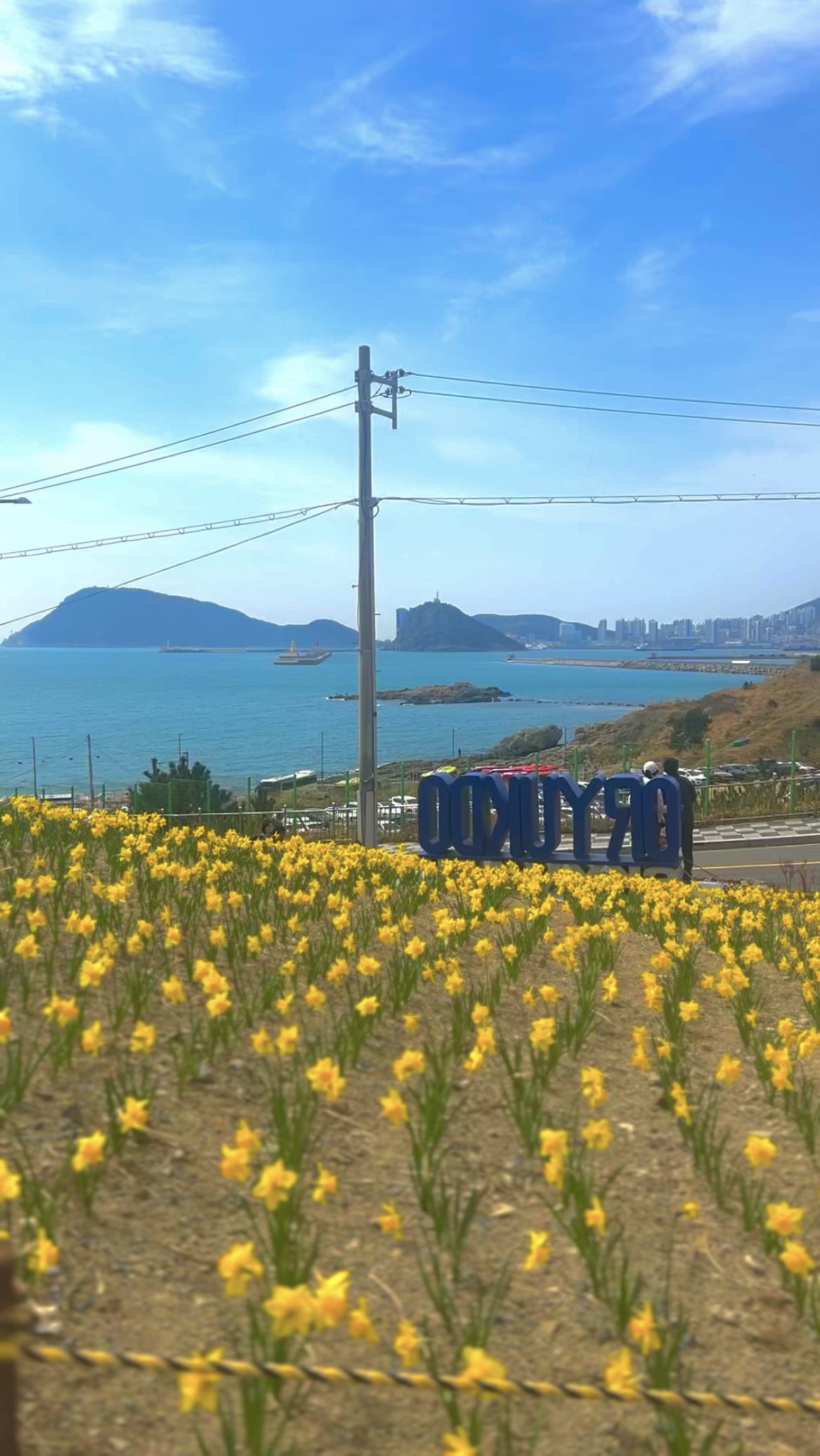 부산 수선화