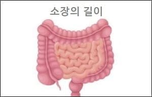소장의 길이