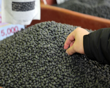 파주장단콩축제 가격