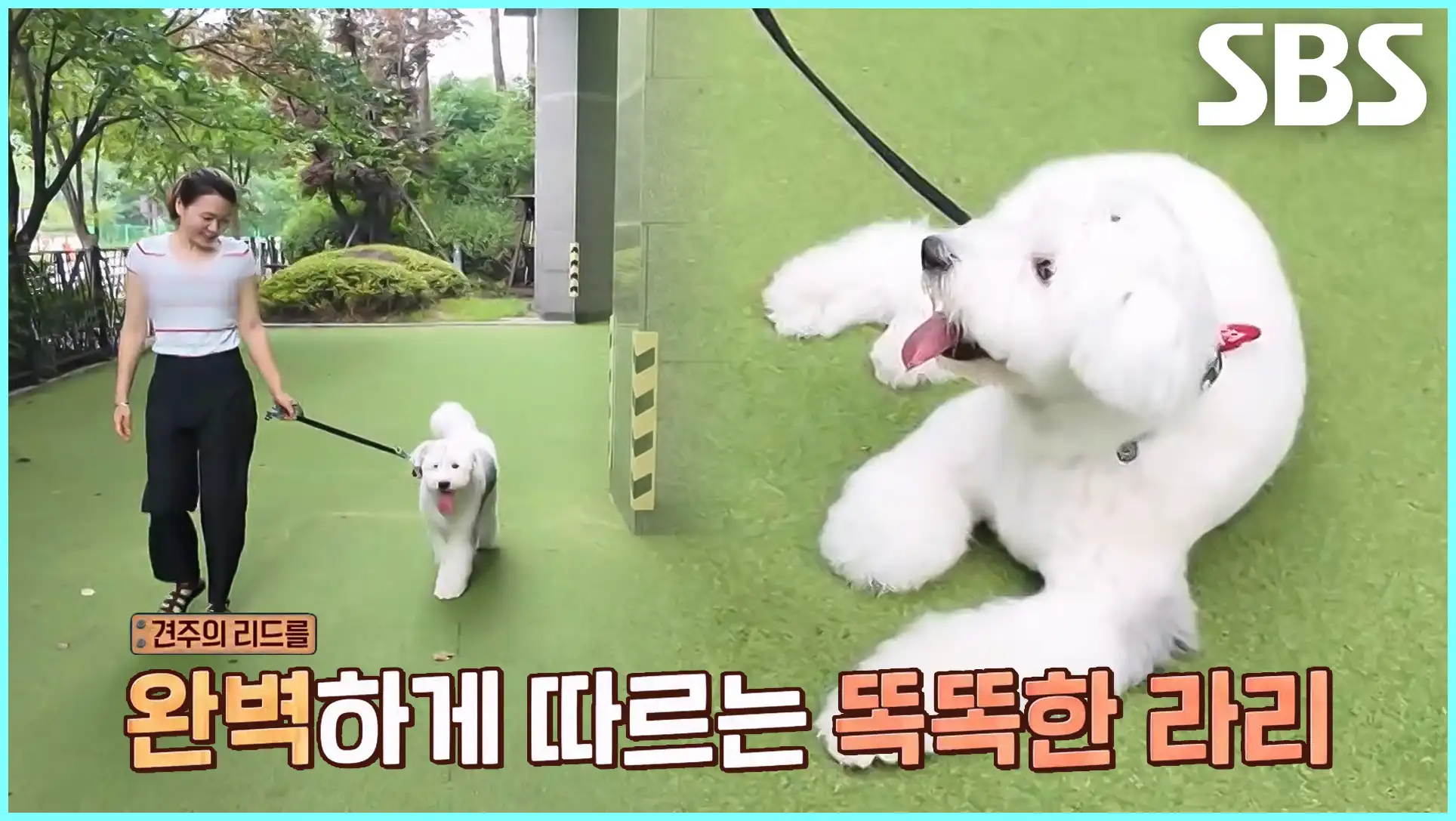 동물농장 재방송 시간 다시보기