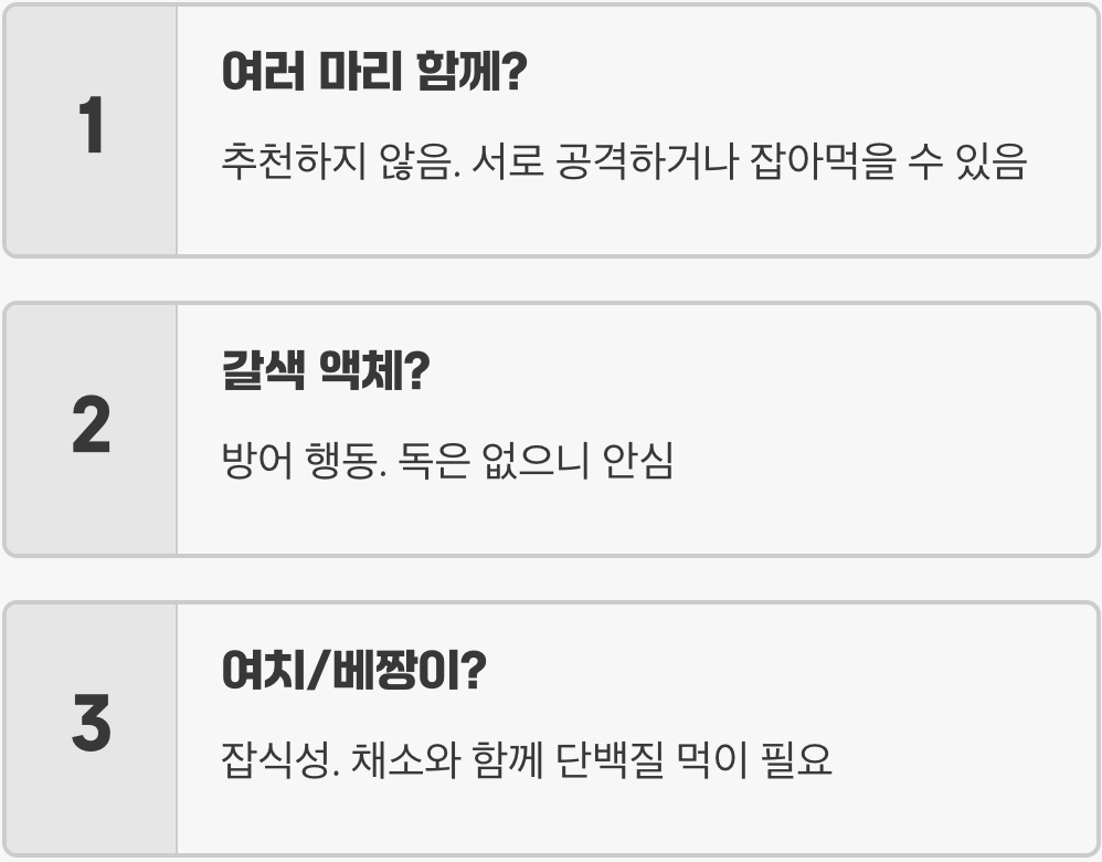 초보 집사 필독! 메뚜기 키우기 A to Z (먹이, 사육통, 관찰일지 완벽 가이드)