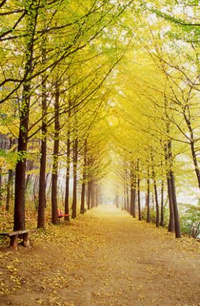 남이섬 은행나무&amp;#44; 쁘띠프랑스