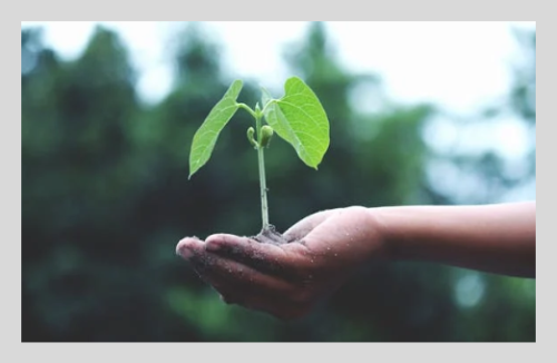 러브버그 방역법